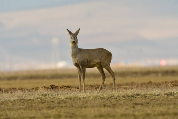 Roe Deer Couple Standing Close Together Green Field Sunny Summer Stock Image