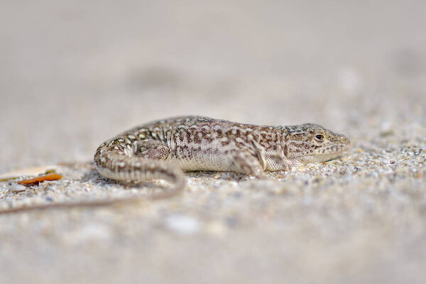 Steppe Racer Lizard Eremias Arguta Sand Black Sea Shore Royalty Free Stock Photos