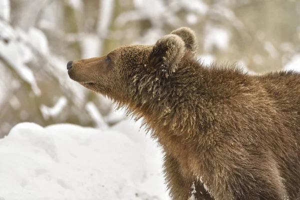 Wild Adult Brown Bear Ursus Arctos Winter Forest Dangerous Animal Stockbild