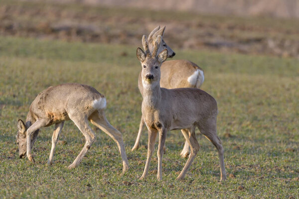 Roe Deer Couple Standing Close Together Green Field Sunny Summer Stock Picture