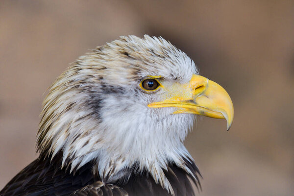 Bald Eagle Haliaeetus Leucocephalus Portrait Royalty Free Stock Photos
