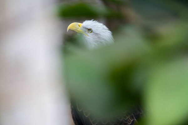 Bald Eagle Haliaeetus Leucocephalus Portrait Stock Photo