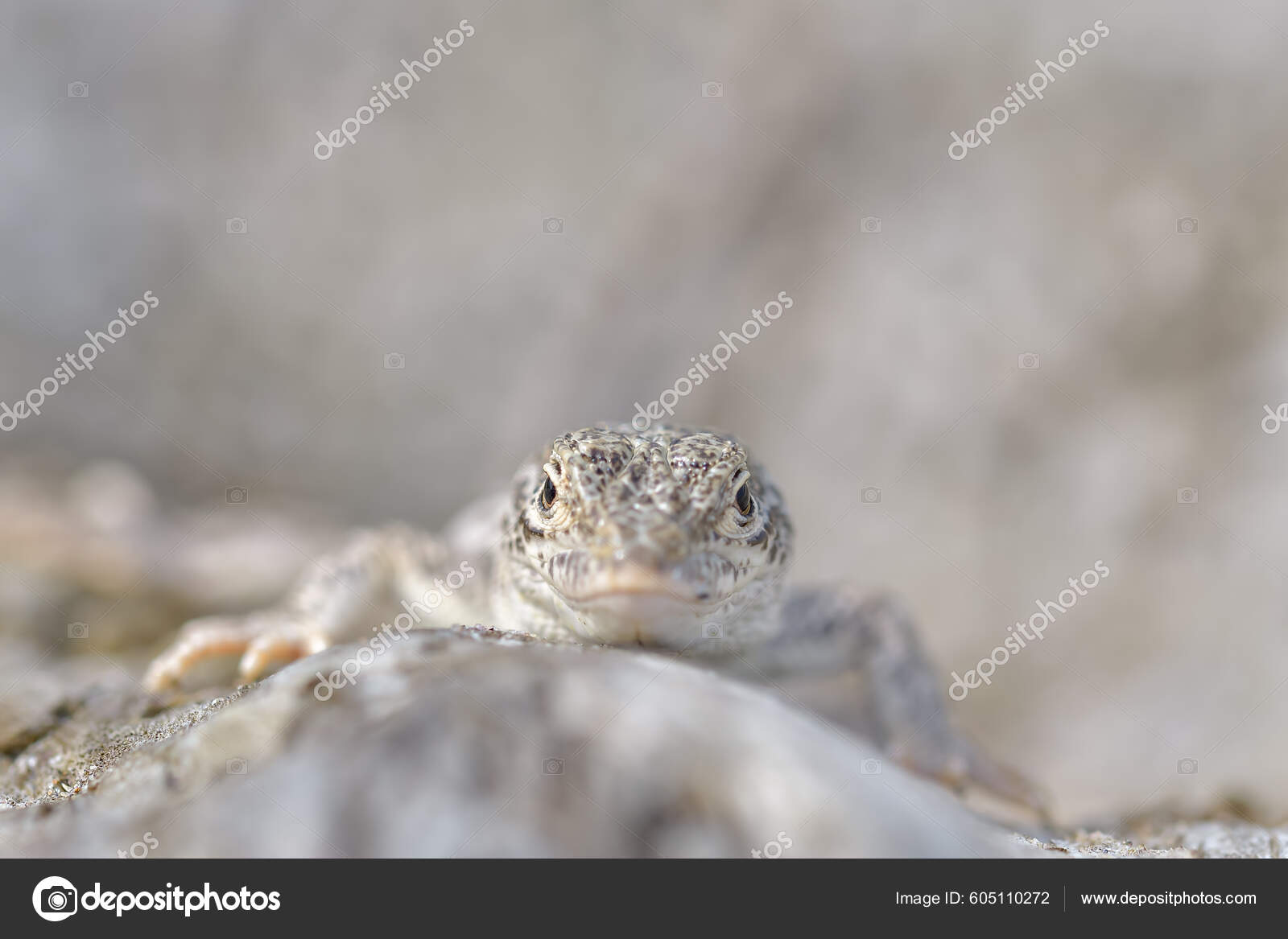 Steppe Racer Lizard Eremias Arguta Sand Black Sea Shore — Stock Photo ...