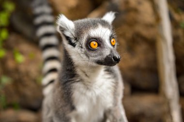 Ring Tailed Lemur Hilarious Facial Expression And Pose