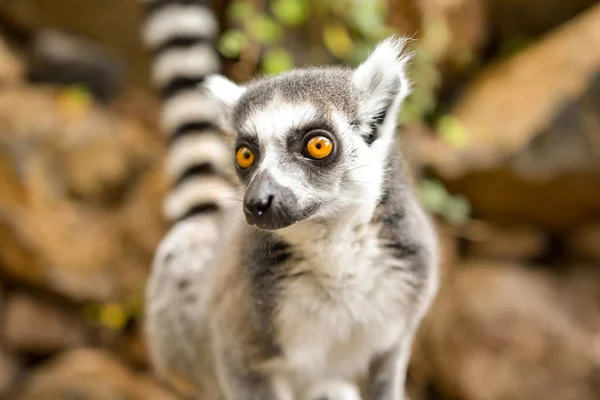 Ring Tailed Lemur Hilarious Facial Expression Pose — Stok Foto