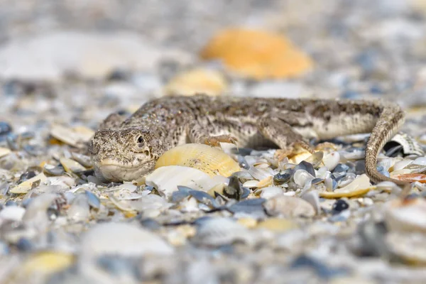 Steppe Racer Lizard Eremias Arguta Sand Black Sea Shore — Stok Foto