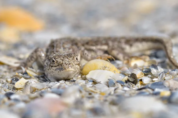 Steppe Racer Lizard Eremias Arguta Sand Black Sea Shore — Stok Foto