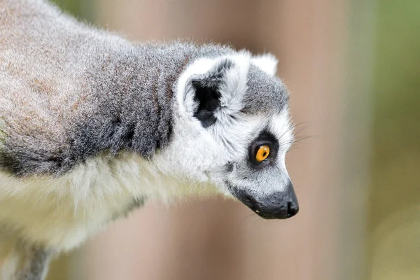 Ring Tailed Lemur Hilarious Facial Expression Pose — Stok Foto