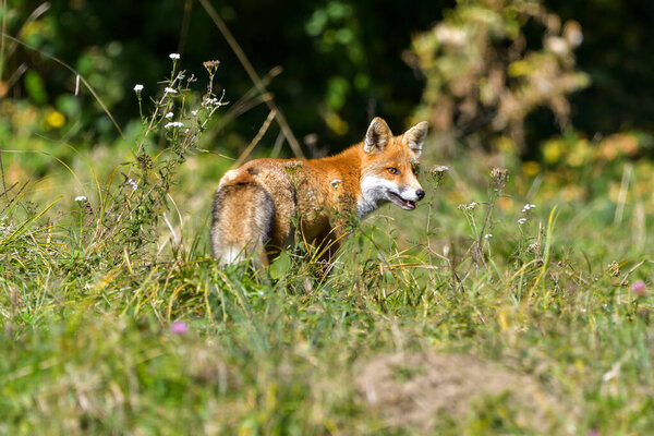 Magnificent Wild Red Fox Vulpes Vulpes Hunting Food Eat Long Royalty Free Stock Photos