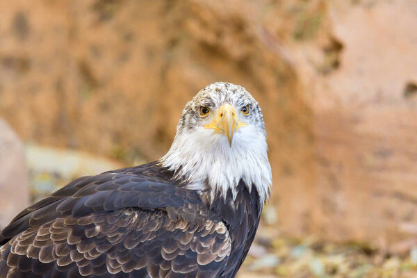 Bald Eagle Haliaeetus Leucocephalus Portrait Royalty Free Stock Photos
