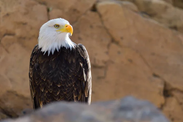 Портрет Білоголовий Орлан Haliaeetus Leucocephalus Ліцензійні Стокові Зображення