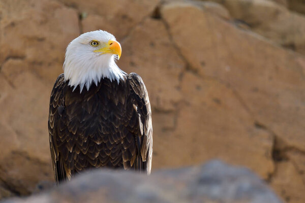 Bald Eagle Haliaeetus Leucocephalus Portrait Stock Picture
