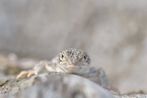 Steppe Racer Lizard Eremias Arguta Песке Черноморский Берег Стоковое Изображение