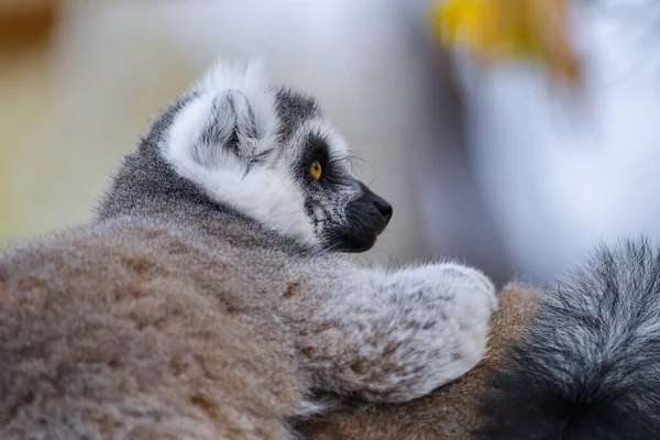 Ring Tailed Lemur Hilarious Facial Expression Pose lizenzfreie Stockfotos