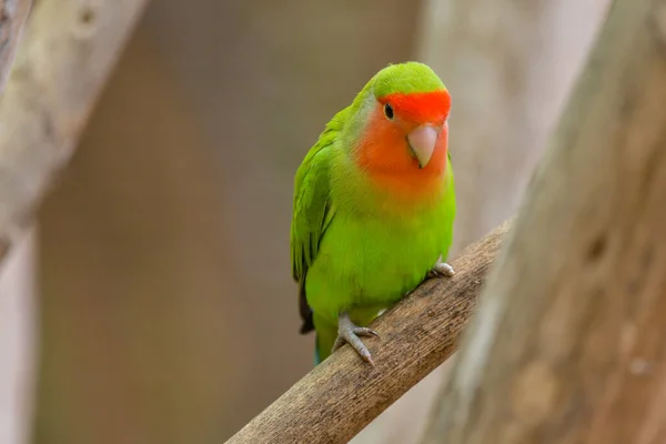 Fisheri Lovebird Agapornis Roseicollis Cute Colorful Small Parrot — Stock Photo, Image