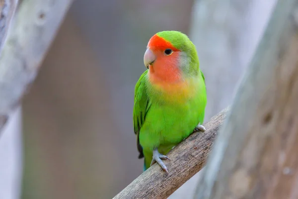 Fisheri Lovebird Agapornis Roseicollis Cute Colorful Small Parrot — Stok Foto
