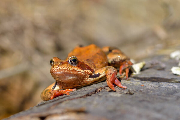 Common frog (Rana temporaria), also known as the European common frog on a moss in the mountains. Photographed up close