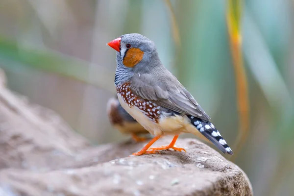 Zebra Finch Taeniopygia Castanotis Small Colorful Bird — Stok Foto