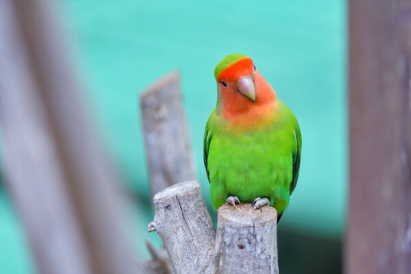 Fisheri Lovebird Agapornis Roseicollis Cute Colorful Small Parrot Stock Photo