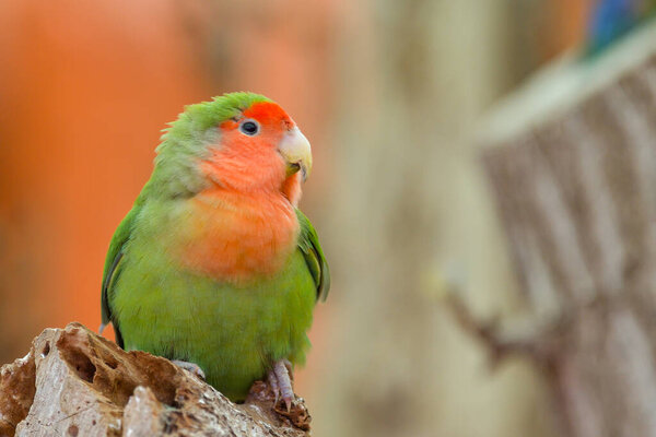 Fisheri Lovebird Agapornis Roseicollis Cute Colorful Small Parrot Royalty Free Stock Images