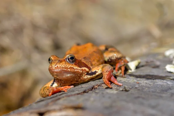 Common Frog Rana Temporaria Also Known European Common Frog Moss Stock-foto