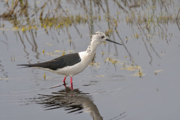 Cute Long Legged Bird Colorful Nature Background Black Winged Stilt Stock Image