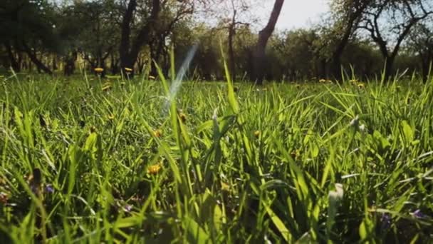A câmera se move sobre a grama baixa sob a luz do sol. — Vídeo de Stock