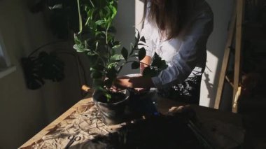 Zanzibar cevherini saksının içine yerleştiren kadının elleri