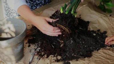 Esrardan bitkiyi çıkaran kadın