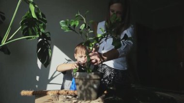 Zanzibar cevherini saksının içine yerleştiren kadının elleri