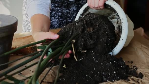 Mulher removendo planta do potenciômetro — Vídeo de Stock