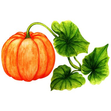 El yapımı suluboya turuncu balkabağı beyaza izole edilmiş. Ayrı nesne.