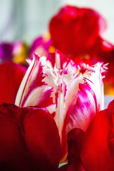 Schöne Rote Und Weiße Blume — Stockfoto