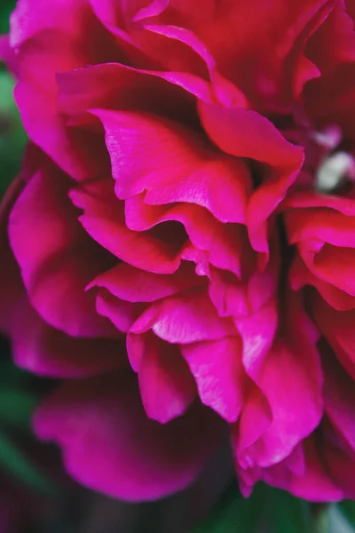 Schöne Rosa Pfingstrose Blume Garten — Stockfoto