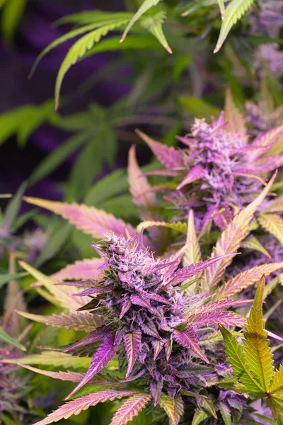 Plantes Médicinales Marijuana Chanvre Tente Croissance Avec Bourgeons Violets Causées — Photo