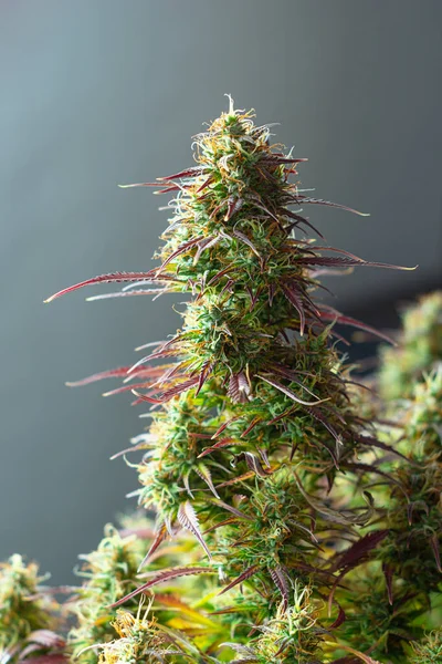 Plante Cannabis Grande Floraison Bourgeon Marijuana Feuilles Violettes Sur Fond — Photo