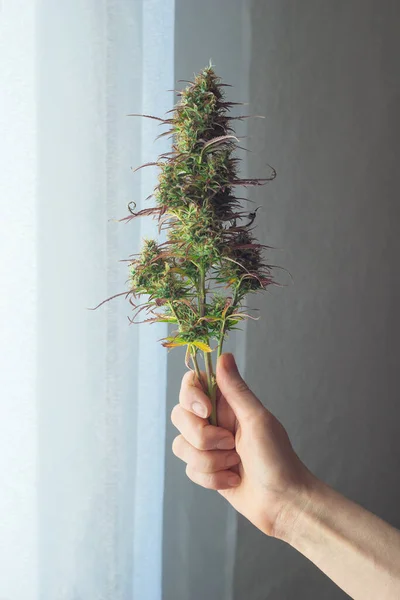 Middle Aged Woman Hand Holding Medical Marijuana Bud Hemp Flower — Stockfoto