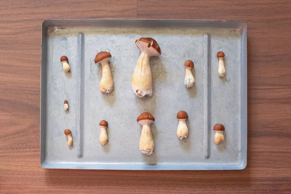 B+ Strain of Psilocybin Magic Mushrooms for Healing of Depression or Anxiety Drying on a Tray