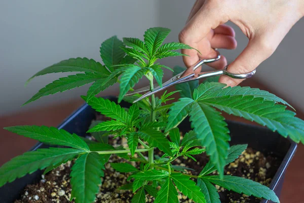 Woman Hand Holding Scissors Topping Pruning Cannabis Leaves Growing Medical — Photo