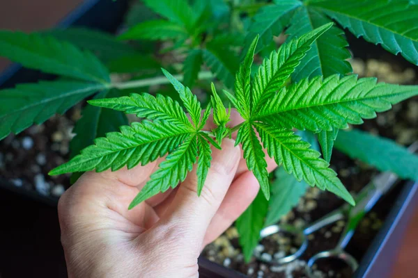 Woman Hand Holding Cut Top Cannabis Plant Topping Pruning Technique — Photo