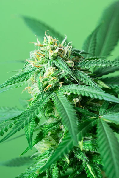 Floraison Marijuana Médicale Chanvre Avec Bourgeons Sur Fond Vert Assorti — Photo