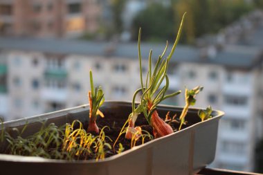 Pencere bahçeniz. Balkonda yeşillik var.