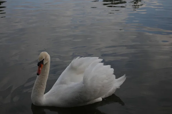 Gyönyörű Fehér Hattyú Úszik Víz Felszínén — Stock Fotó