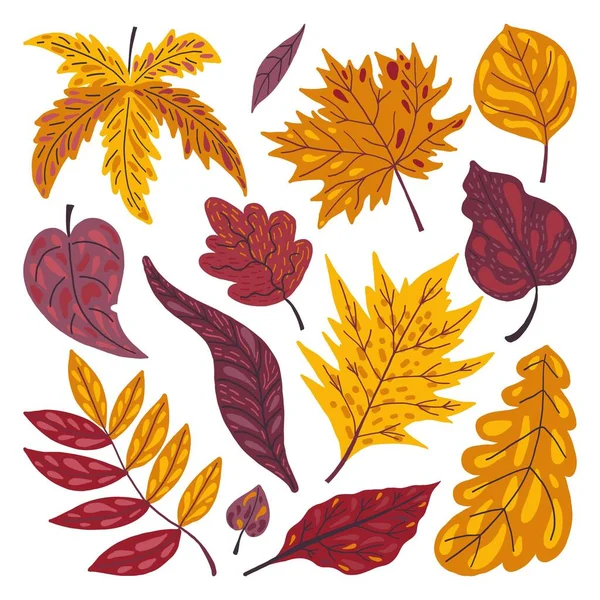 Hand Drawn Autumn Leaves Vector Design Illustration — Stock Vector