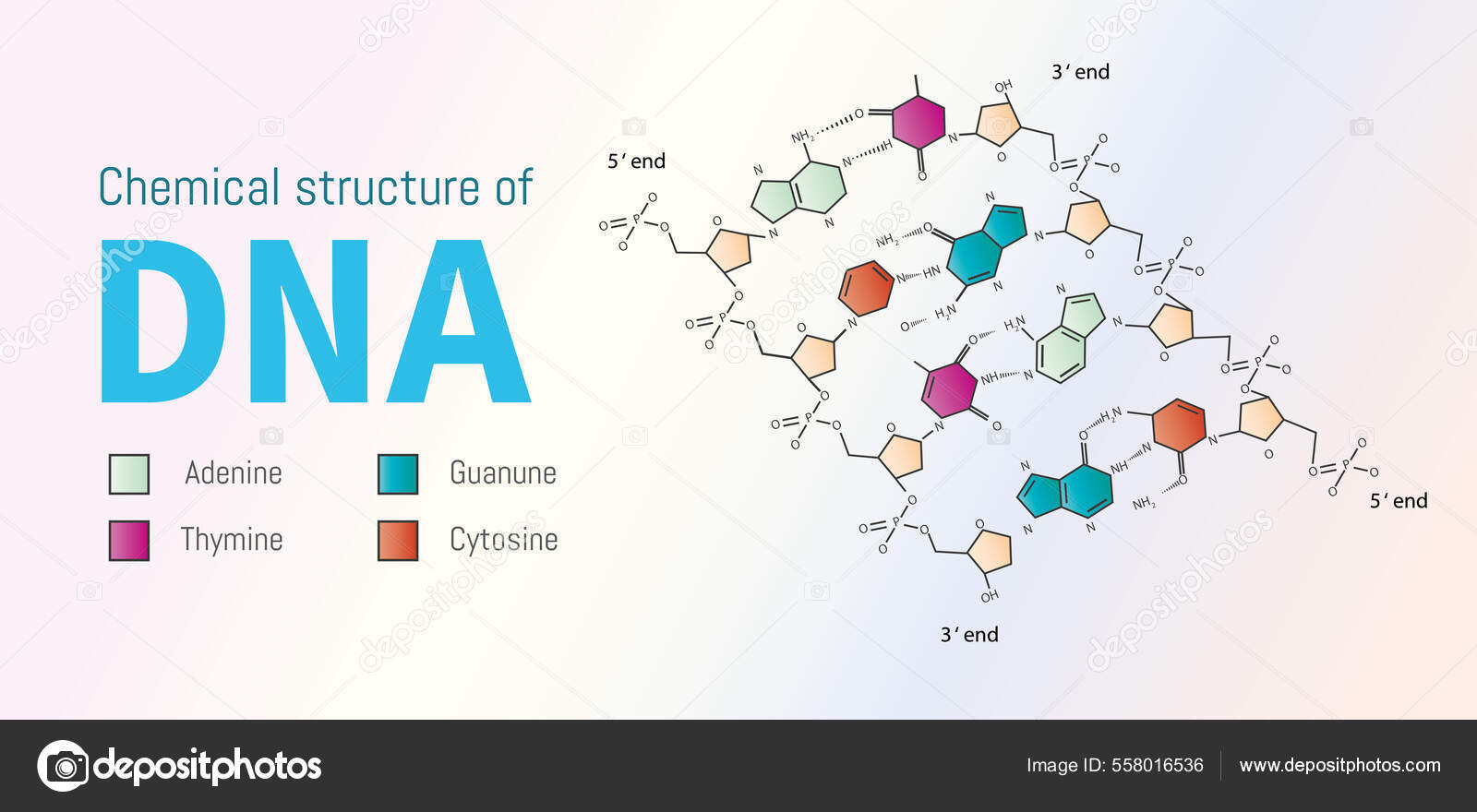 Die Chemische Struktur Der Dna Lückentext Lösung Chemische Struktur Der Dna Stock-Vektorgrafik von ©mpmara 558016536