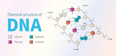 DNA 'nın kimyasal yapısı