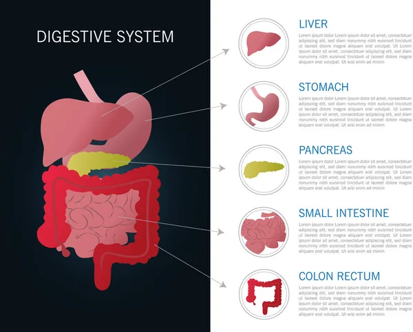 Illustration Internal Part Human Digestive System — Vetor de Stock