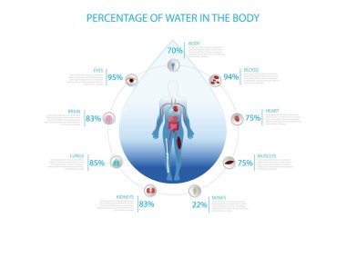 Percentage of water in the human body.infographic with the percentage of each of the parts along with its icon.
