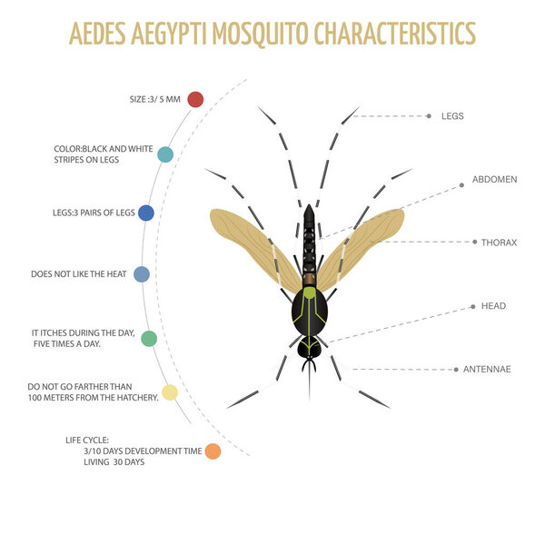 Aedes aegypti quito