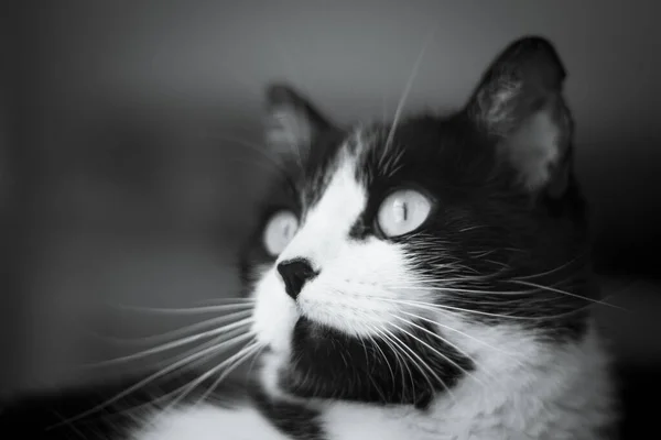 Immunodeficient Black White Cat Portrait Relaxing — Stock Photo, Image